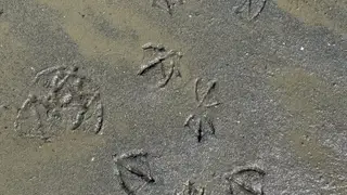 Bird tracks in wet sand at Beachcomber RV Park