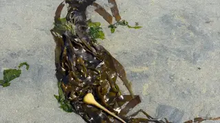 Seaweed on the beach at Beachcomber RV Park