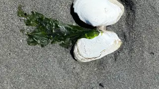 Seashells on the sand at Beachcomber RV Park