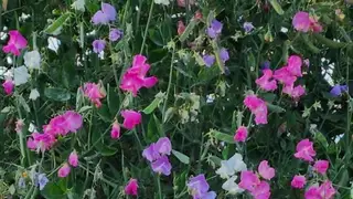 Wildflowers growing near the Beachcomber RV Park shoreline