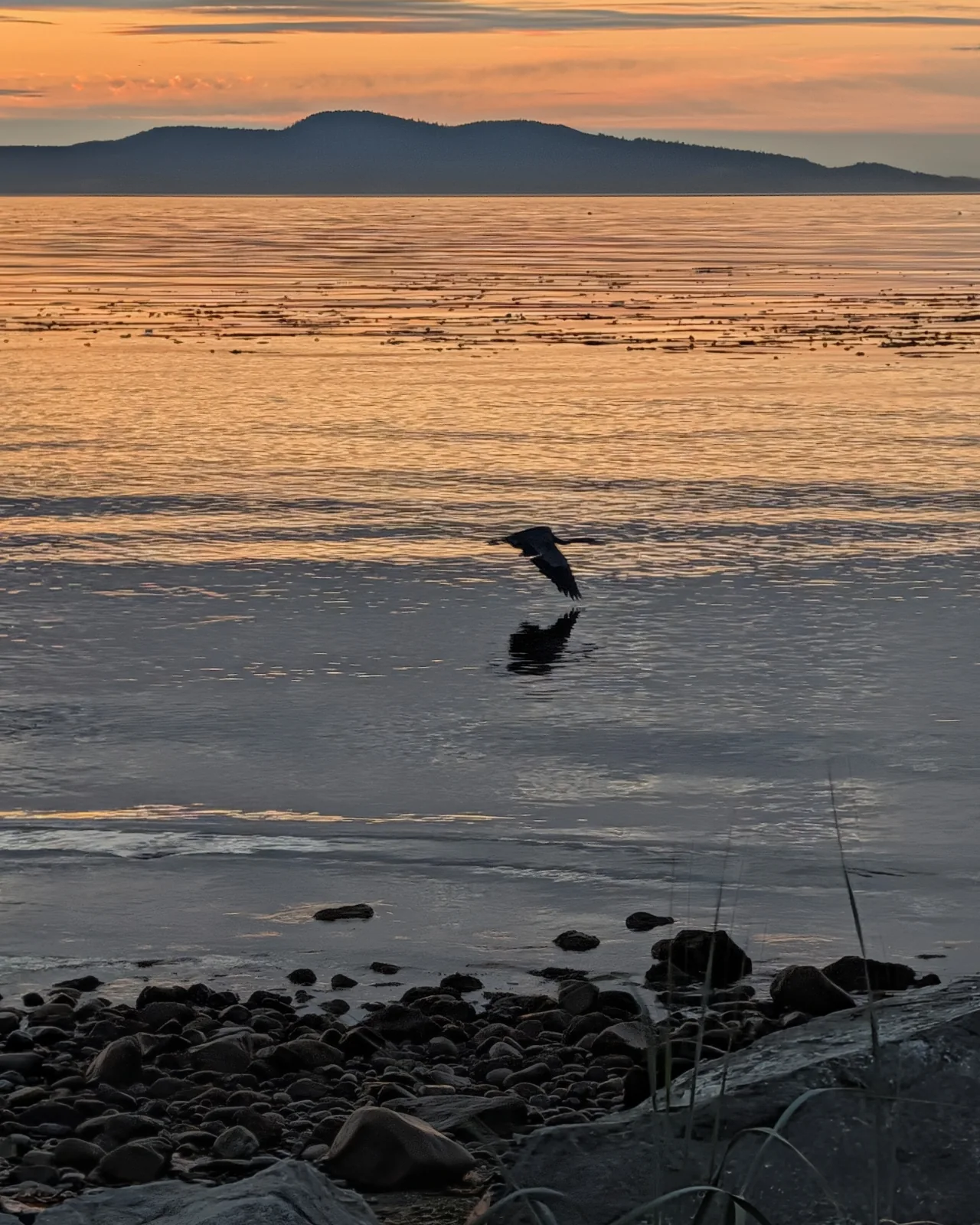 A dark bird flying low over calm coastal water at dawn, with mountains beyond, photographed from the shoreline at Beachcomber RV Park on Cowichan Head.