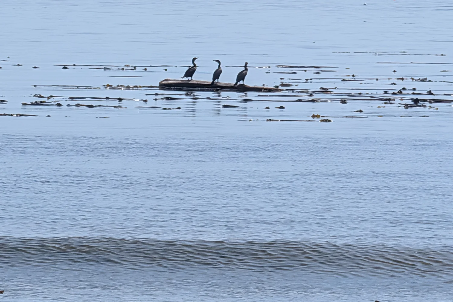 Three dark cormorants perched on driftwood in calm coastal water, photographed from the shoreline at Beachcomber RV Park on Cowichan Head.