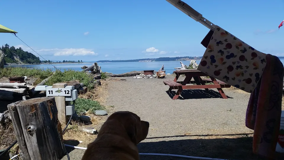 Een hond kijkt vanonder de luifel van een camper uit over de plaatsen aan het water en de baai bij Beachcomber RV Park