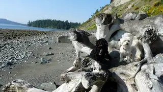 Dogs resting on driftwood at Beachcomber RV Park