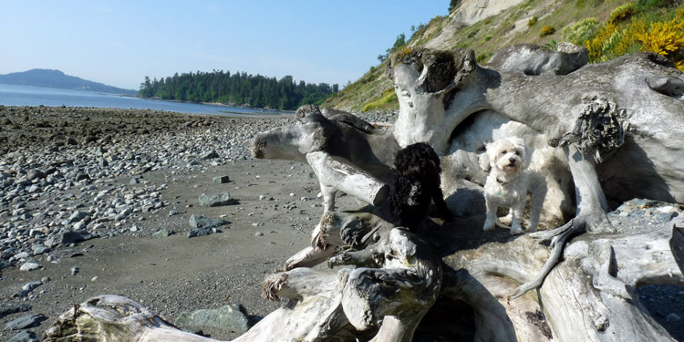 Beachcomber RV Park - dogs tree