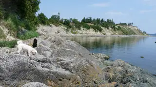 Dogs walking along the Beachcomber RV Park shoreline