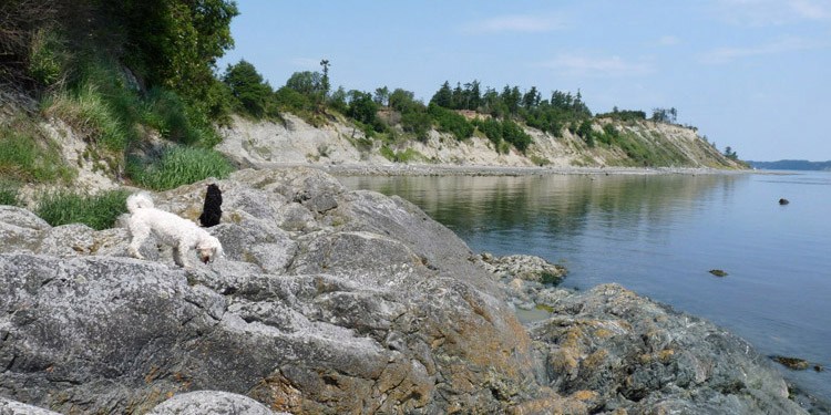 Beachcomber RV Park - dogs wandering