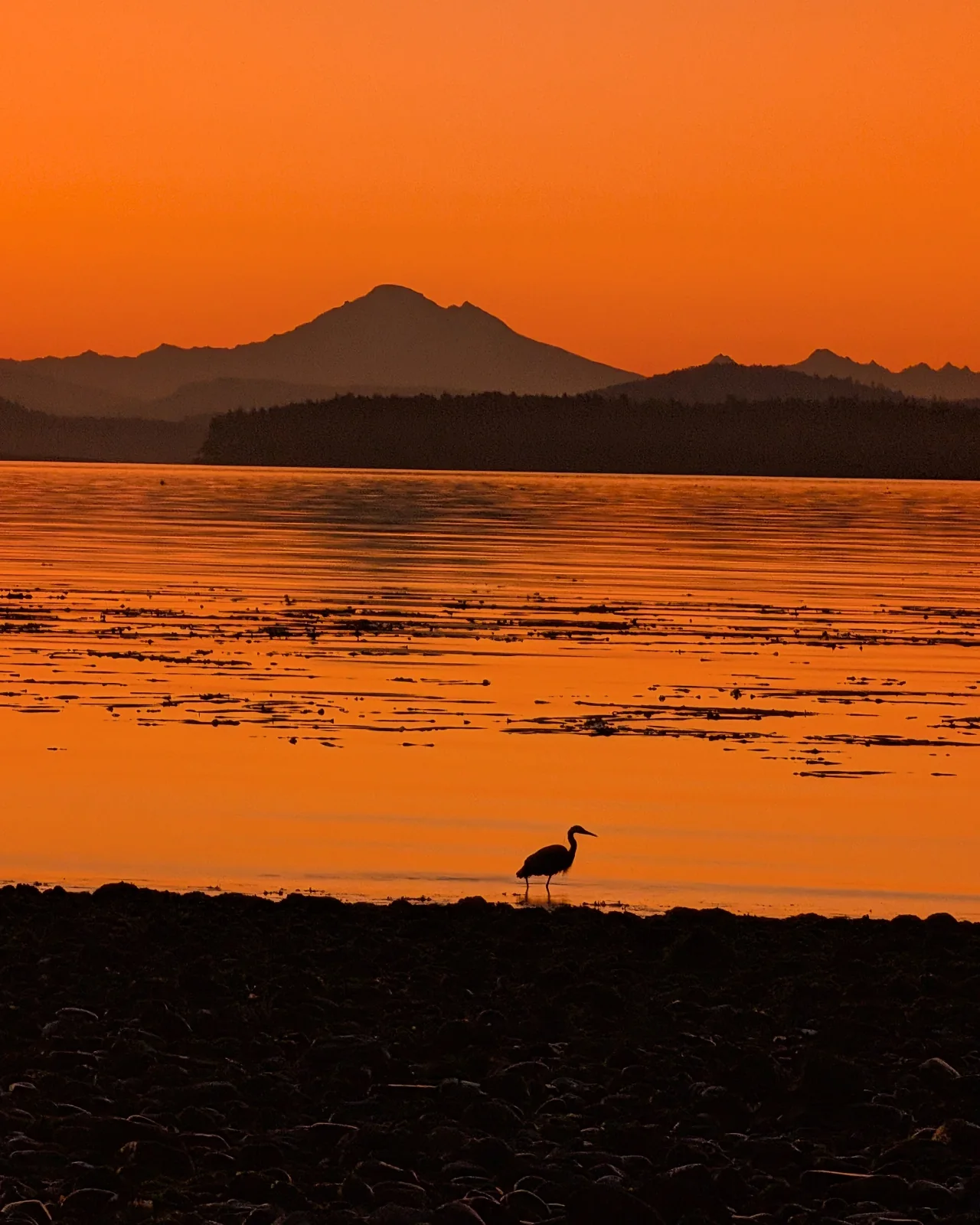 A great blue heron silhouetted at dawn with a mountain across the water, photographed from the shoreline at Beachcomber RV Park on Cowichan Head.