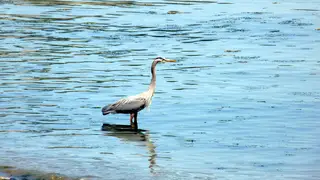 Heron standing in shallow water near Beachcomber RV Park
