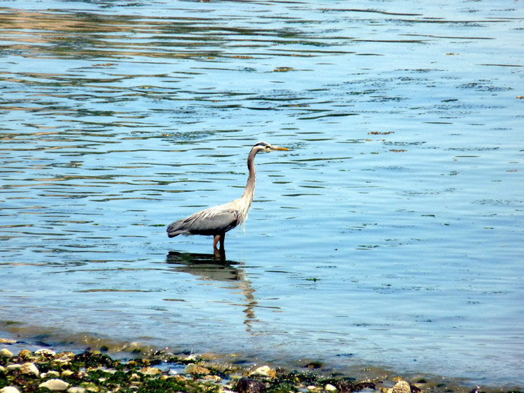 Beachcomber RV Park - heron