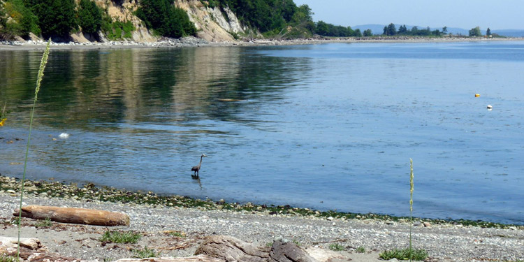 Beachcomber RV Park - heron shoreline
