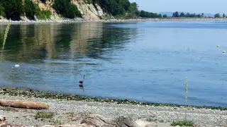 Heron on the shoreline at Beachcomber RV Park