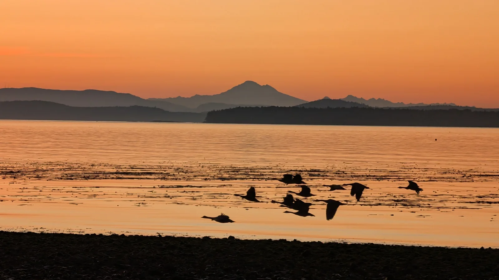 Silhouetted waterbirds fly over the bay at dawn, with mountains beyond, photographed from the shoreline at Beachcomber RV Park on Cowichan Head.